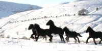 Endangered Species: Fell Pony Breeders